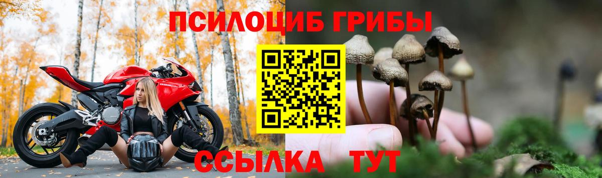 цены   Псилоцибиновые грибы Psilocybe  Вход с VPN  Псилоцибиновые грибы Psilocybe  Новокузнецк 